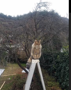 双线战场,从掘金生死战到2026世界杯的塞尔维亚轴心