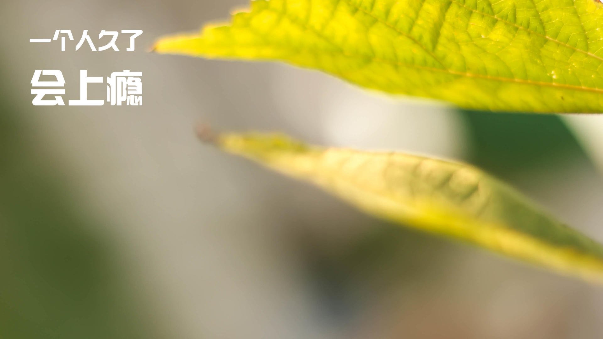 库里超远三分跨越太平洋！深圳队绝境逆袭尼克斯，改写篮球史的一夜